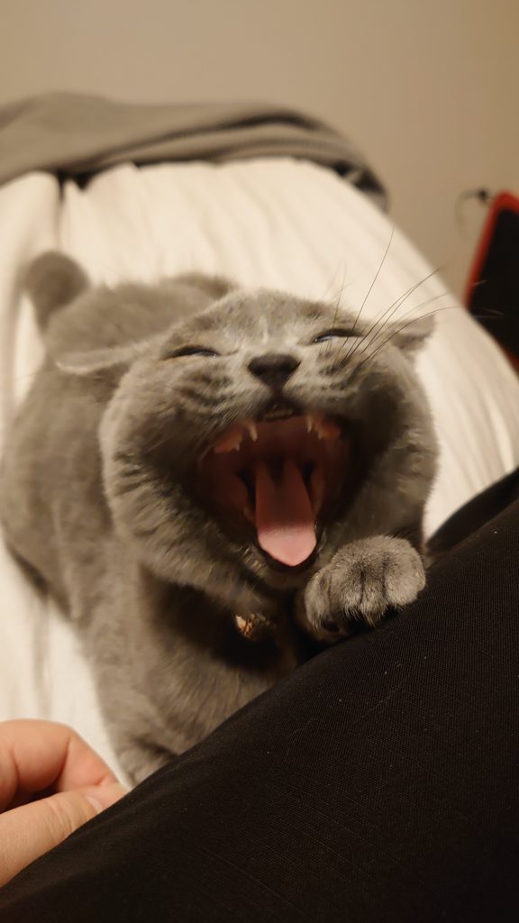 A grey yawning British shorthair cat