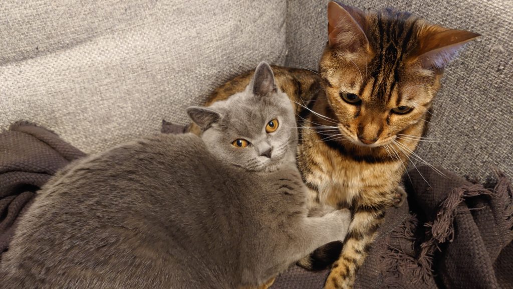 A brown bengal cat and a grey british shorthair cat