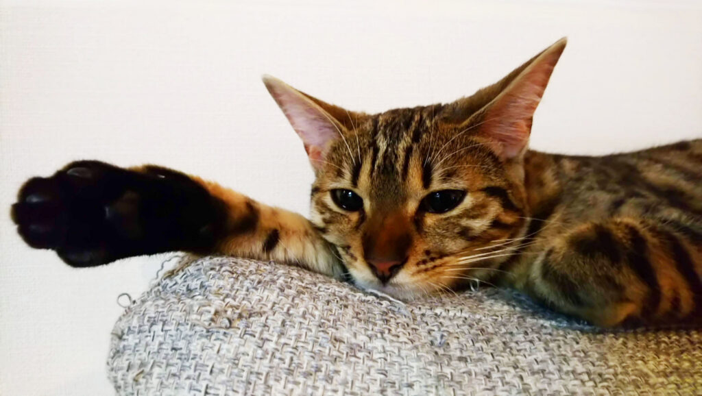 An image of a cat